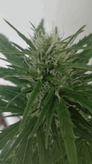 Hindu K 3