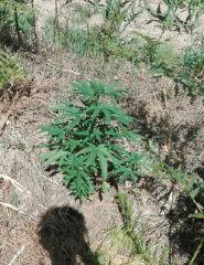 Early Skunk 2 Gwaan
