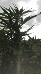 Cambrd 5