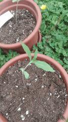 Power Flower 2