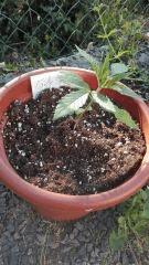 Early Skunk 2 Gwaan