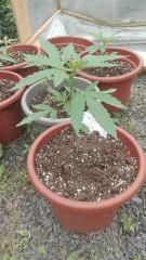 Early Skunk 1 Praya