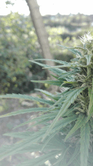 hindu kush 4