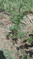 Power Flower 2 Cambrd