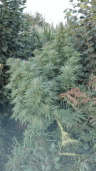 Cambrd 7