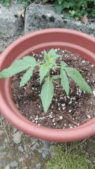 Hindu Kush Auto