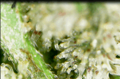 Trichomes 1