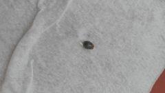 Sleepy Yoda Germination