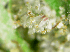 Trichomes 2