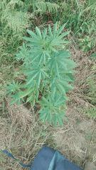 Early Skunk 1 Praya