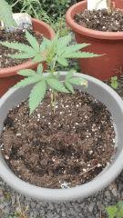 Power Flower 2 Cambrd