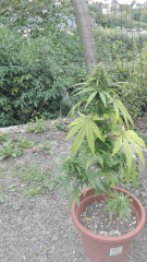 Hindu Kush 4