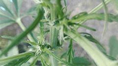 Pistils   Tête Auto 2