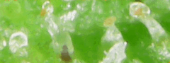 Trichome 3