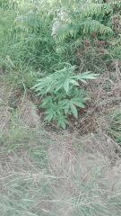 Early Skunk 1 Praya