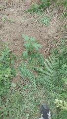 Early Skunk 2 Gwaan