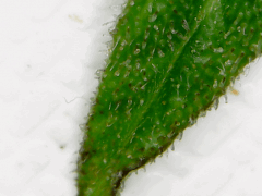 Trichome 1