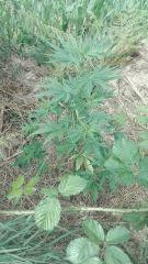 Power Flower 2 Cambrd