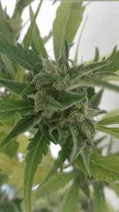 Bud 4