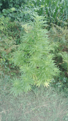 Praya 1