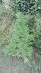 Praya 2