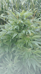 Glowa 2