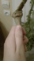 Seum 3