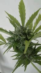 Bud 2