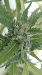 Bud 5