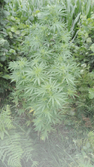 Cambrd 1