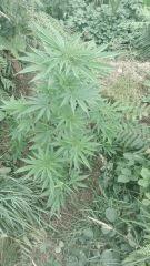 Power Flower 2 Cambrd