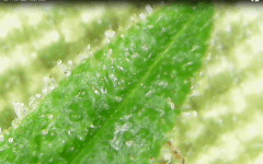 trichomes 2