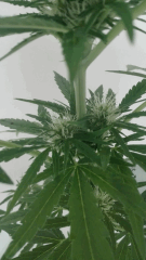 Hindu K 4