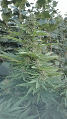 Cambrd 10
