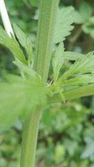 Mikropistils 1