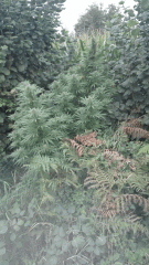 Cambrd 8