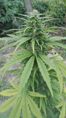 Hindu kush 2