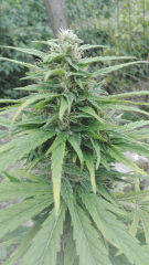 Hindu kush 1