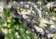 Cambrd 15