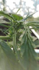 Pistils   Tête Auto