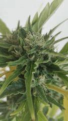 Bud 2