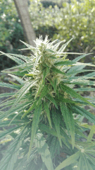 hindu kush 2