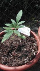 Early Skunk 1 Praya