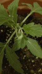 problème hindu kush auto