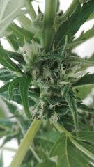 Bud 2