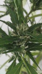Bud 4