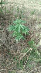 Early Skunk 2 Gwaan