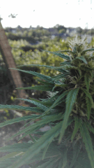 hindu kush 5