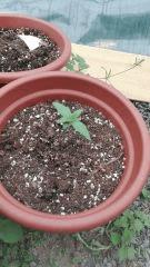 Hindu Kush Auto