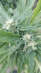 Bud Mikromachine 3